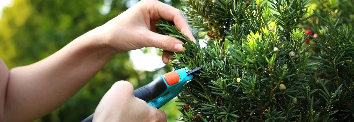 Person schneidet Eibe mit Gartenschere